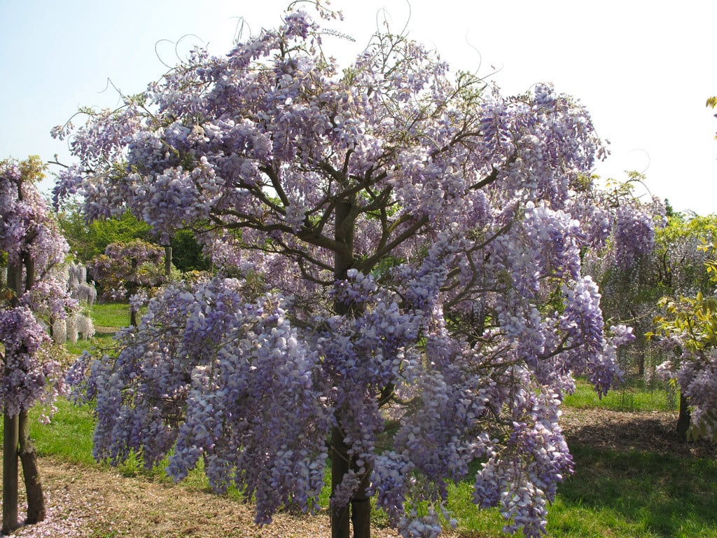 Chinese wisteria 'Prolific'