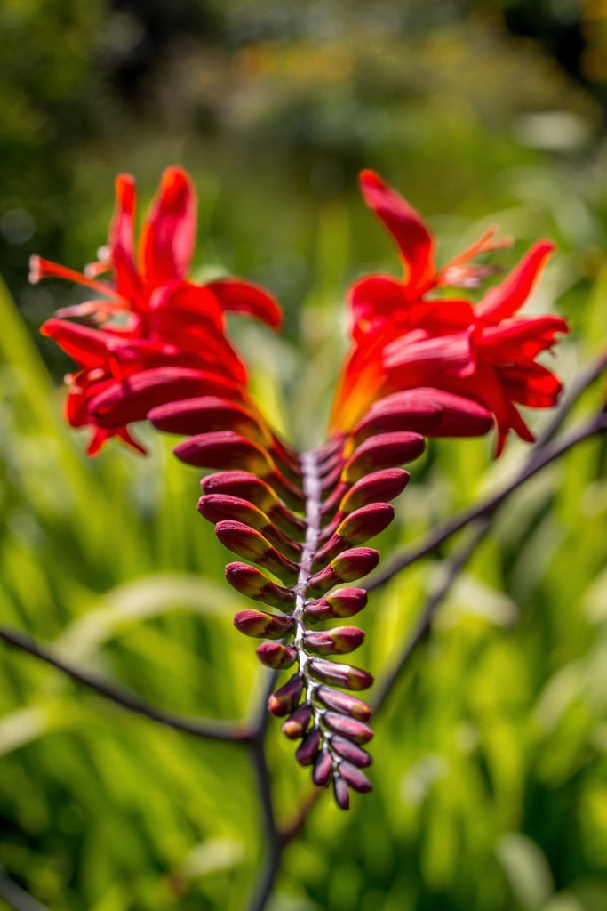 montbretia 'Lucifer'