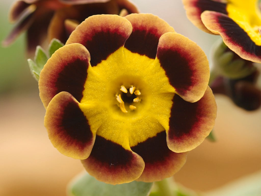 auricula 'Piers Telford'