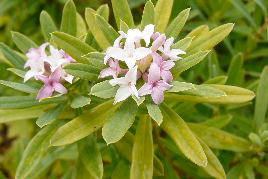 Burkwood daphne 'Somerset'