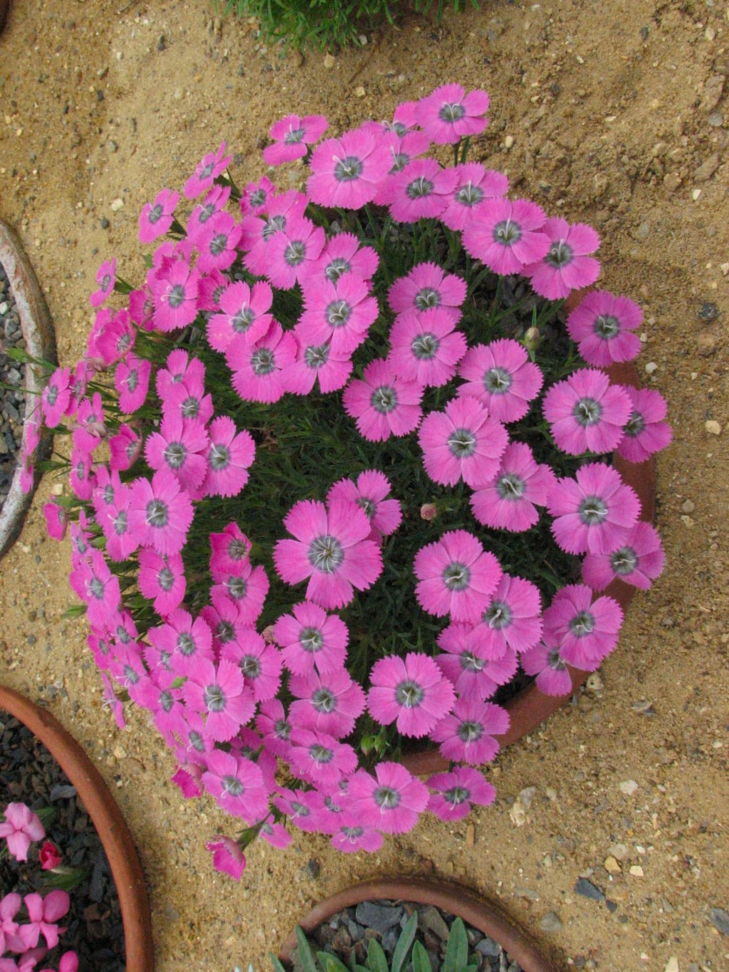 pink 'Inshriach Dazzler'