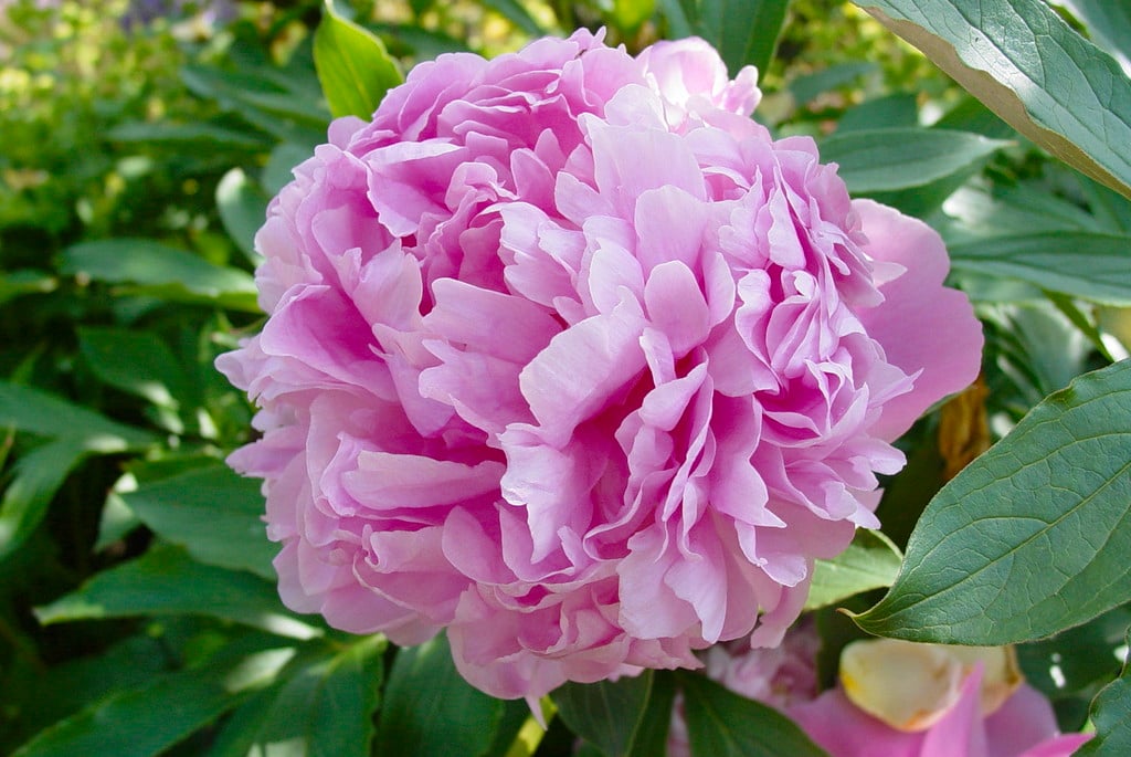 peony 'Monsieur Jules Elie'