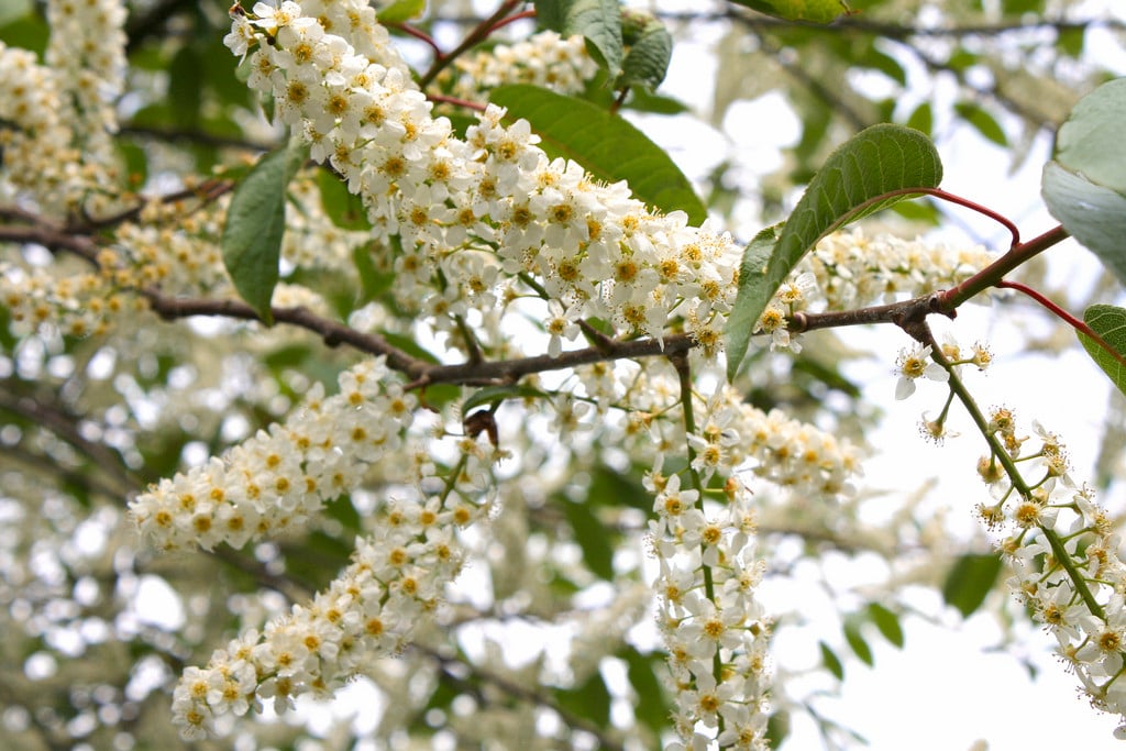 bird cherry 'Watereri'