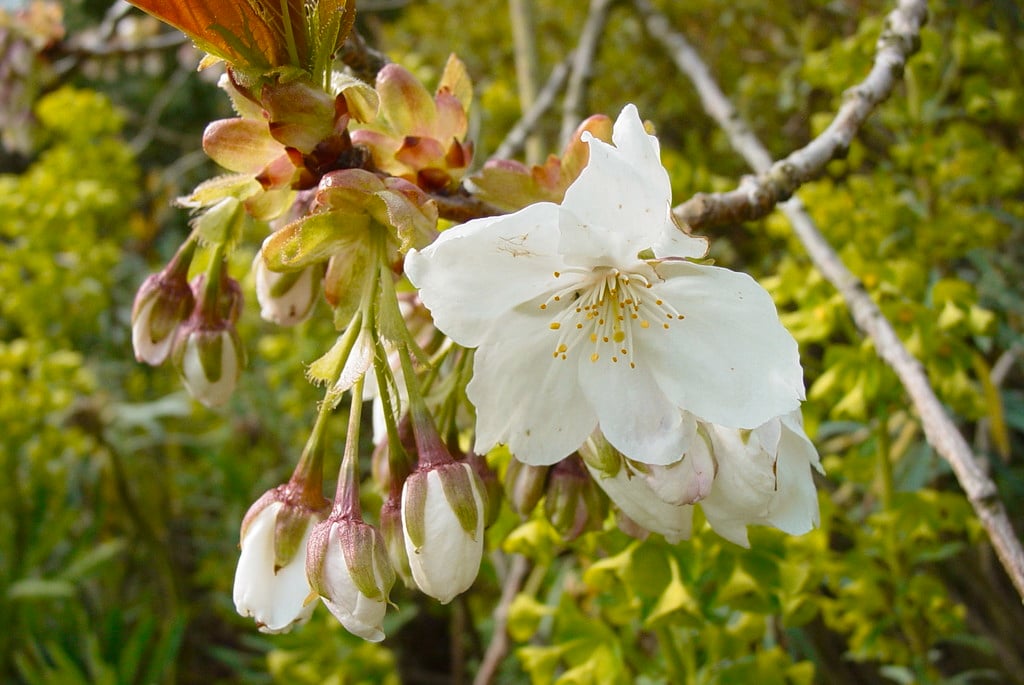 great white cherry