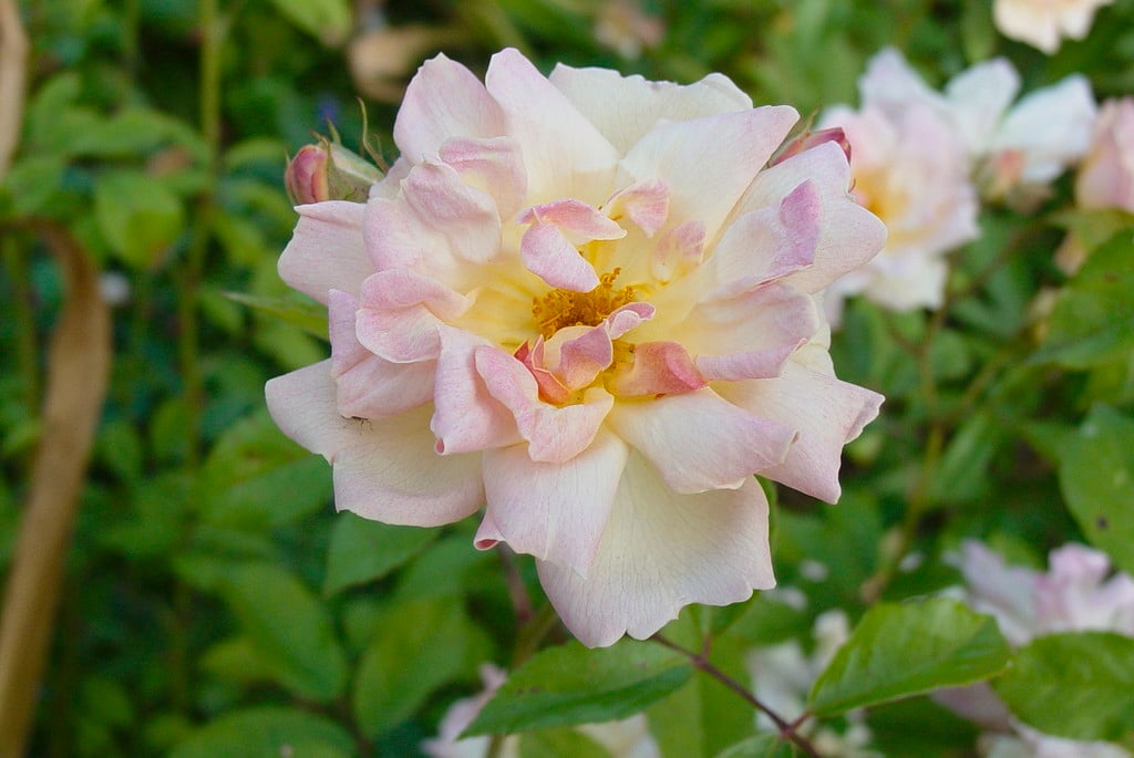 rose 'Phyllis Bide'