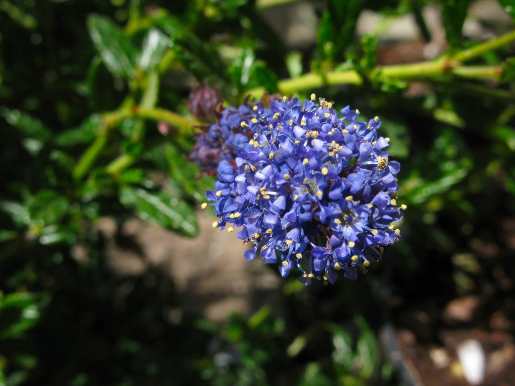 Californian lilac 'Concha'