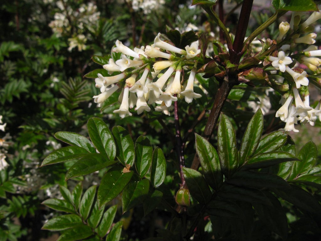 pinnate lilac