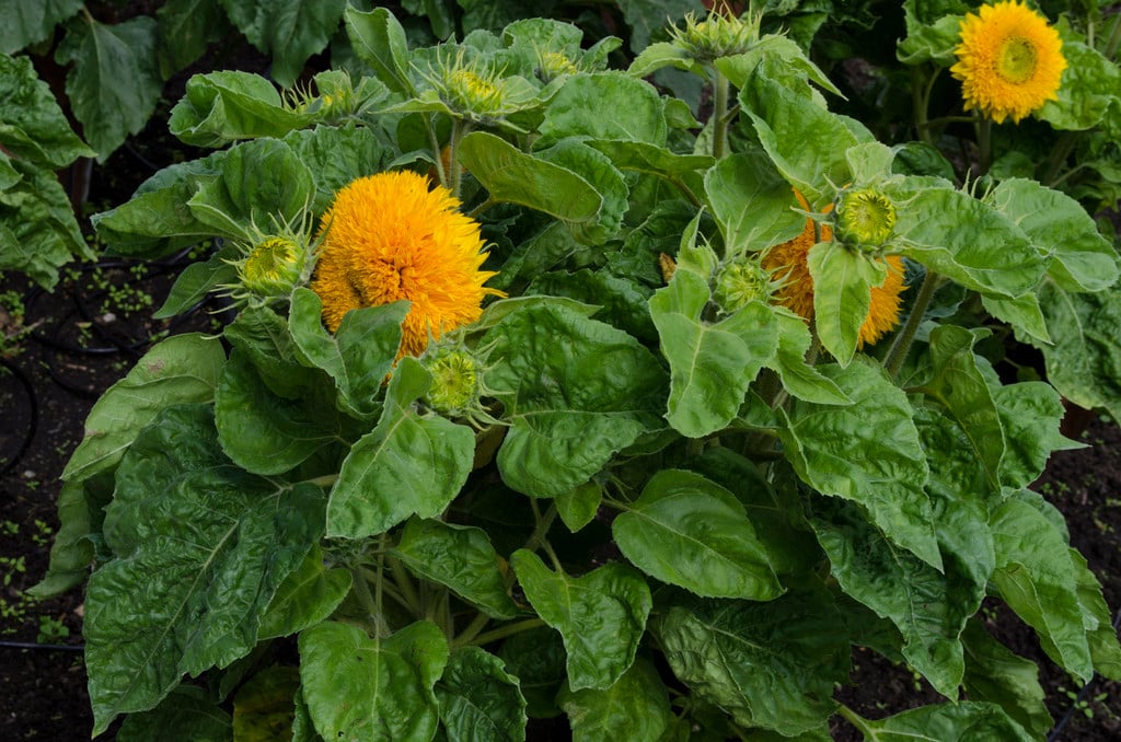 sunflower 'Teddy Bear'