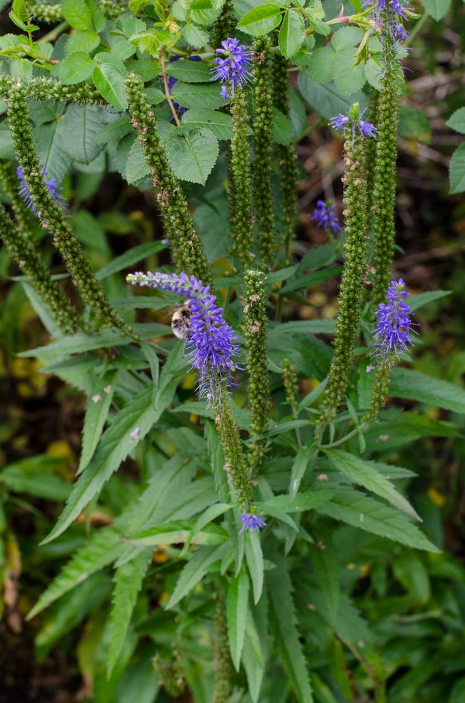 spiked speedwell