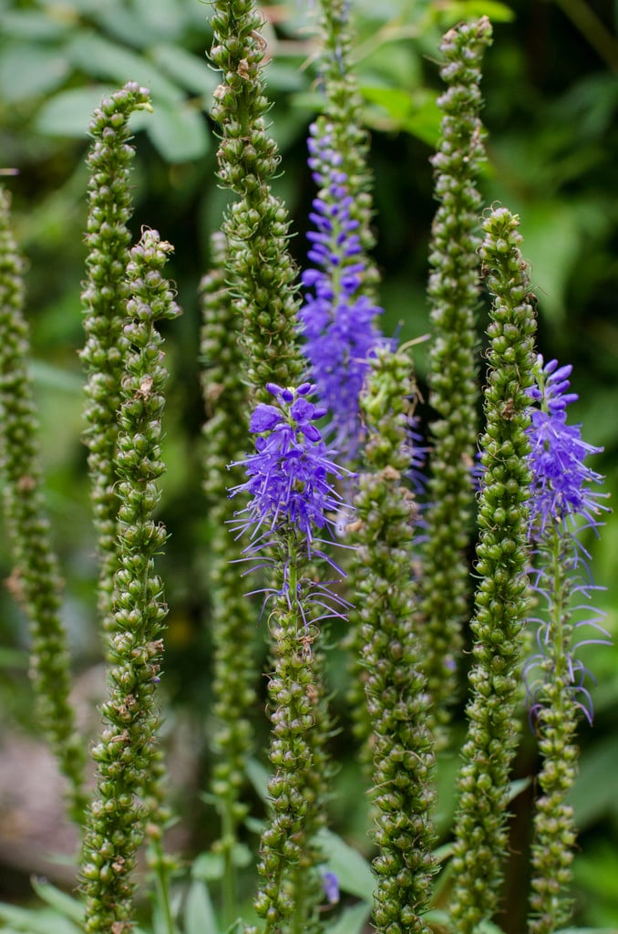 spiked speedwell