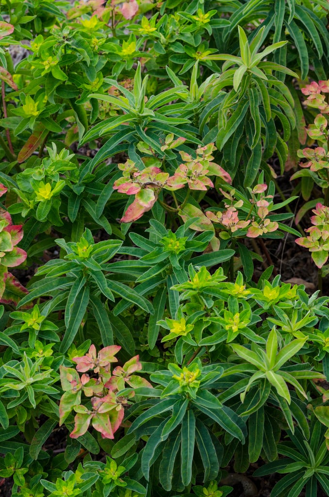 greater cushion spurge