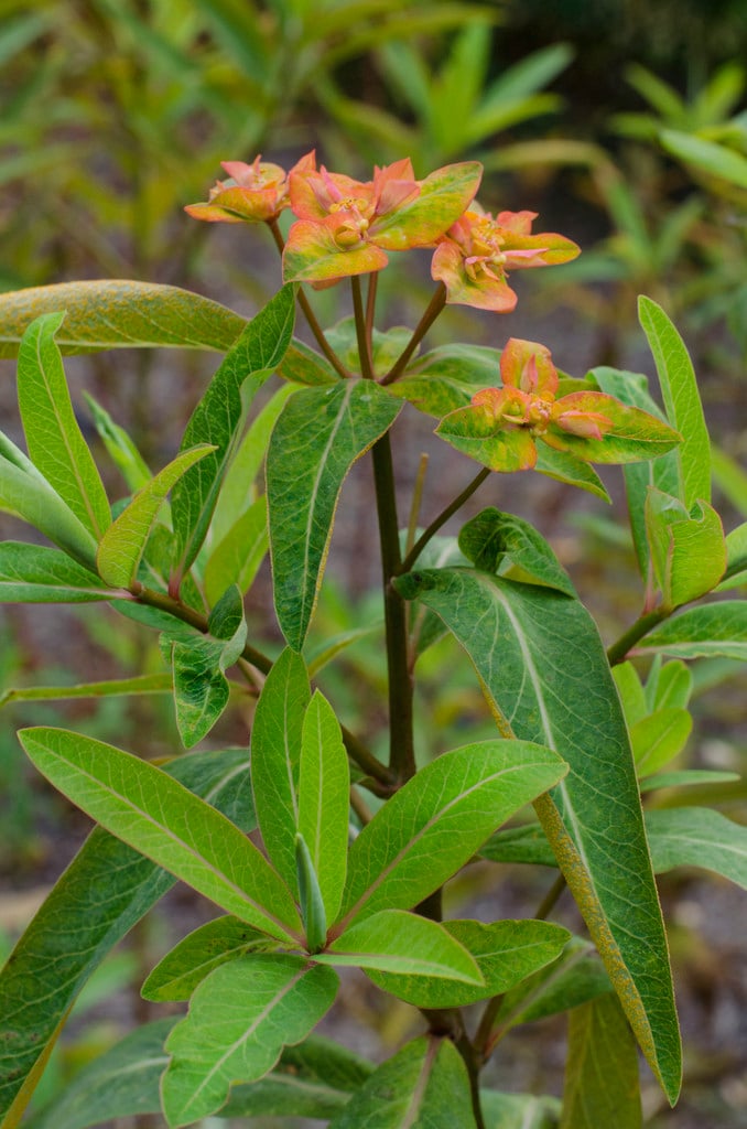 Griffith's spurge