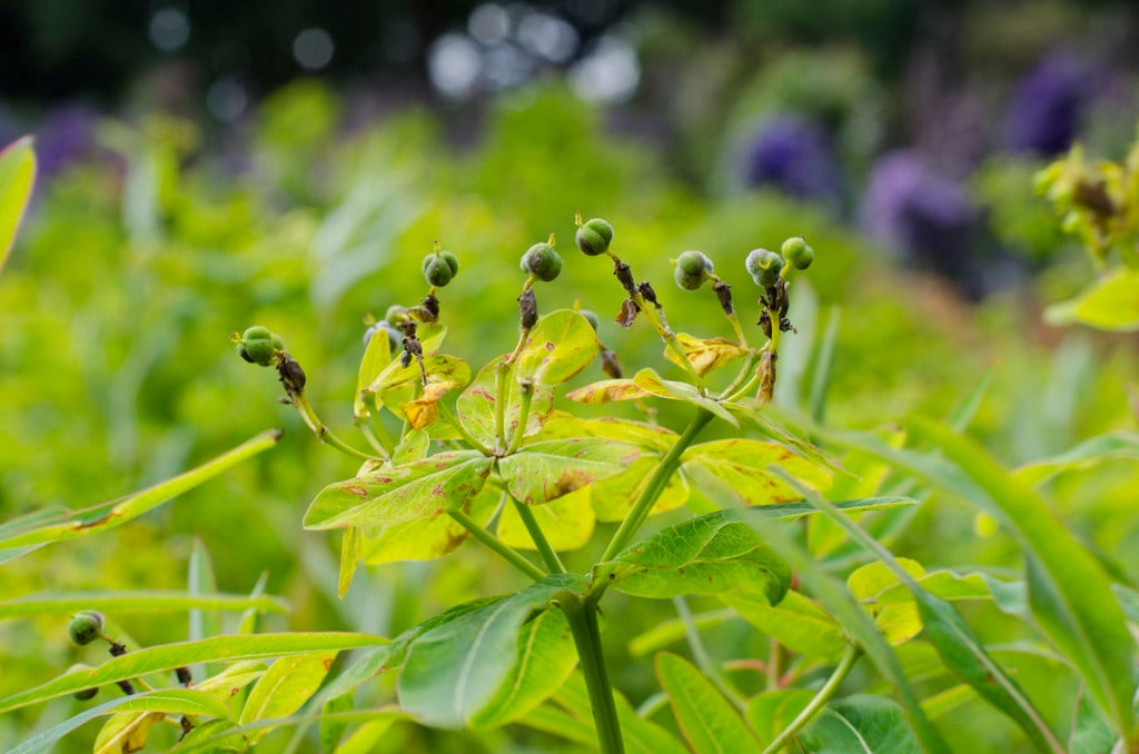 Sikkim spurge