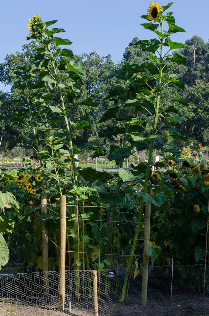 sunflower 'Giraffe'