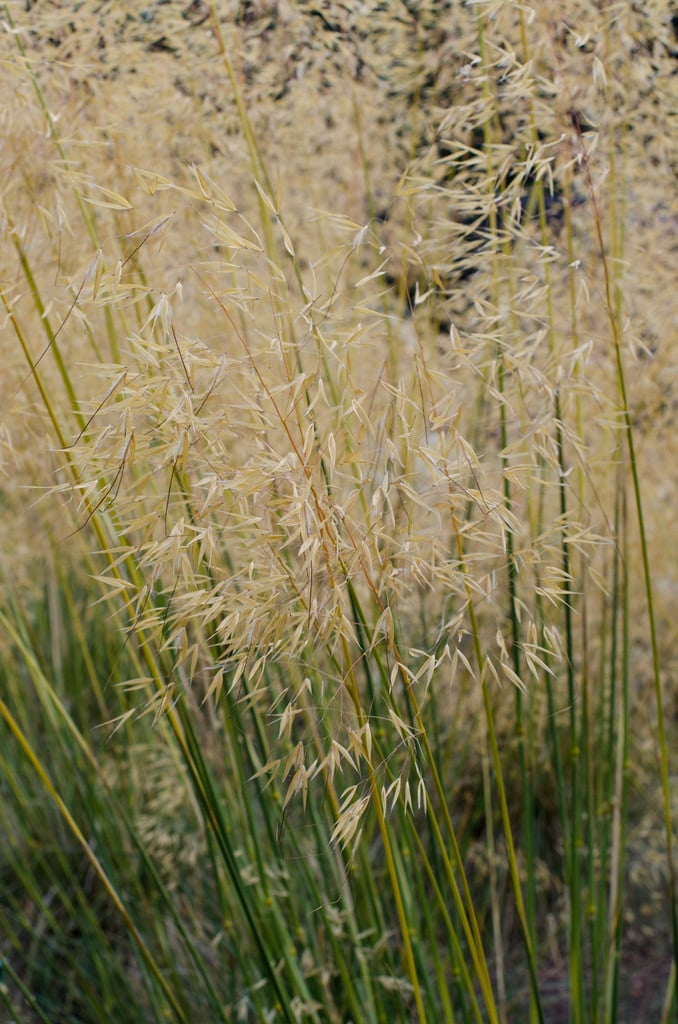 golden oats 'Gold Fontaene'