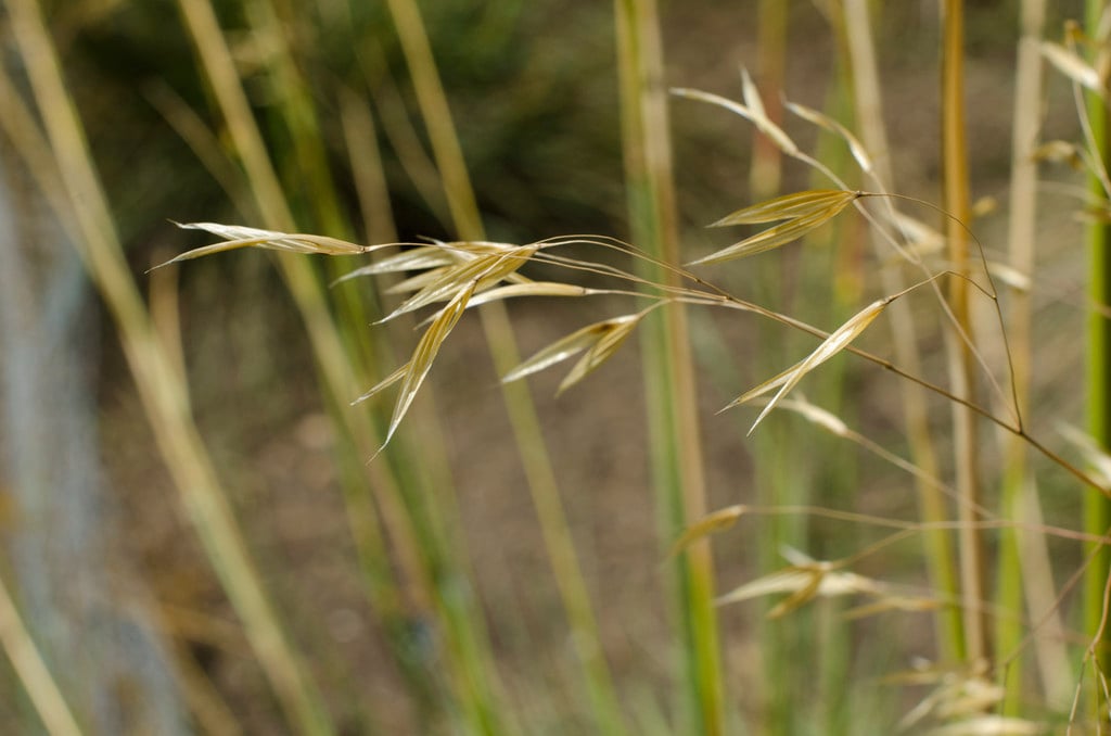 golden oats 'Pixie'