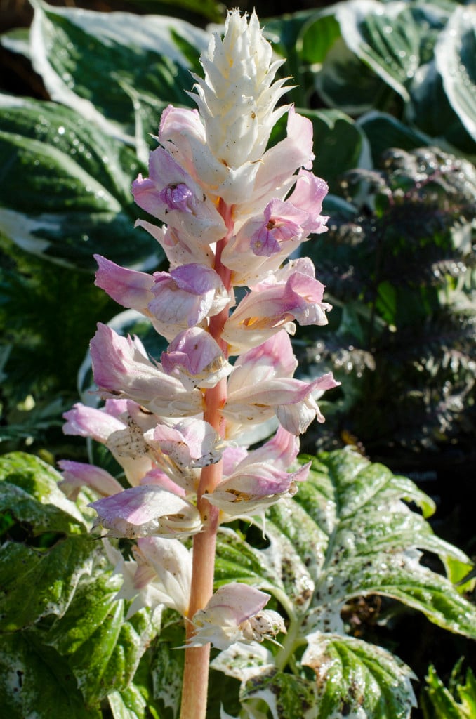 bear's breech 'Tasmanian Angel'