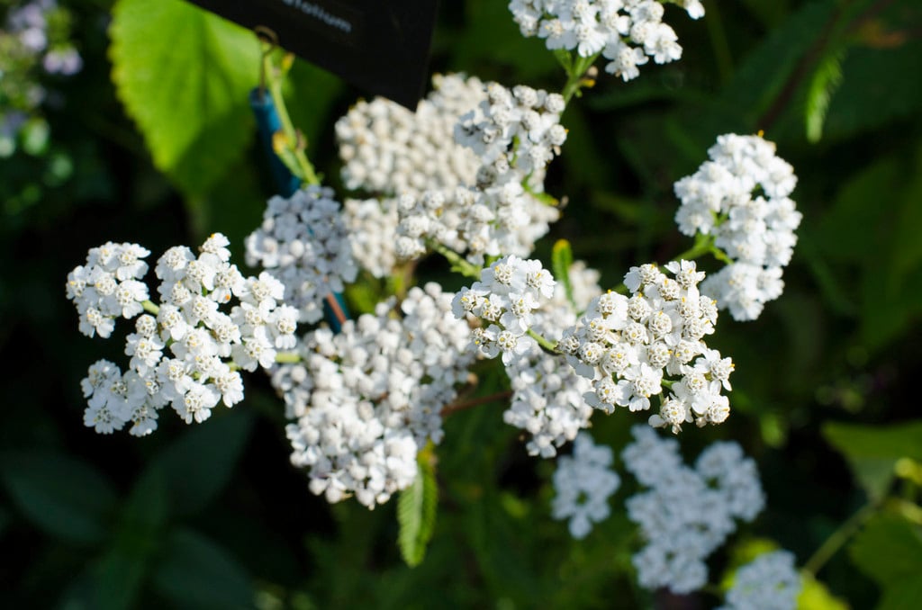common yarrow