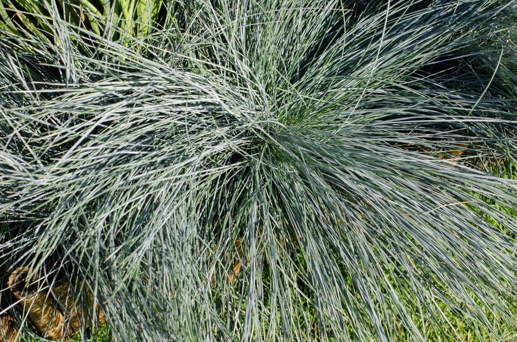 blue fescue [Intense Blue]