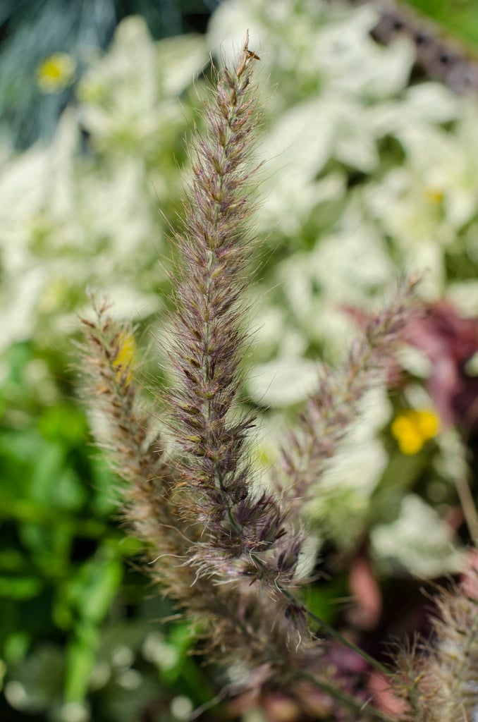 oriental fountain grass 'Karley Rose'