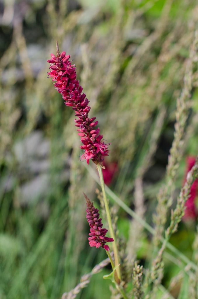red bistort 'Blackfield'