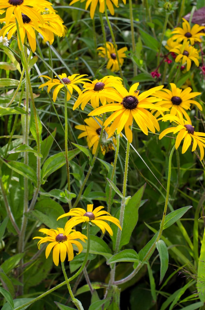 Deam's coneflower