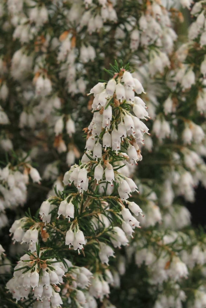 heather 'Exeter'