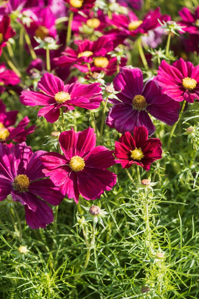 cosmea 'Apollo Carmine'