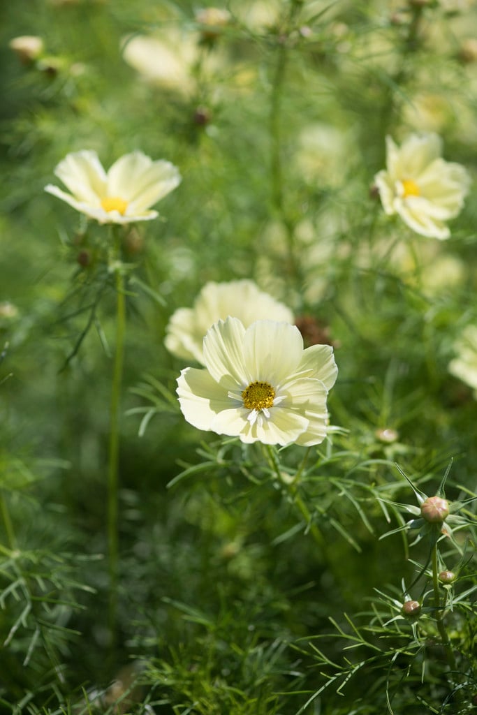 cosmea 'Xanthos'