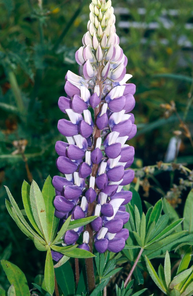 lupin 'The Governor'