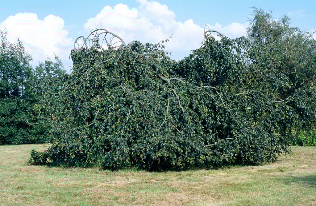 weeping beech