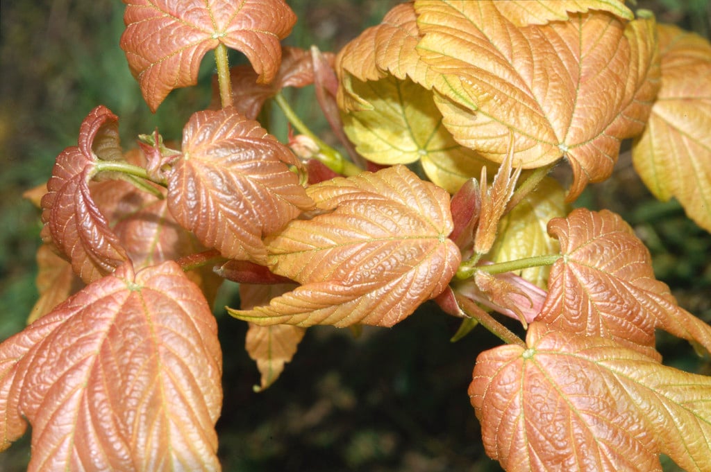 sycamore 'Brilliantissimum'