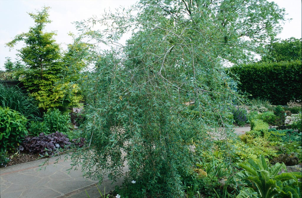 weeping purple willow