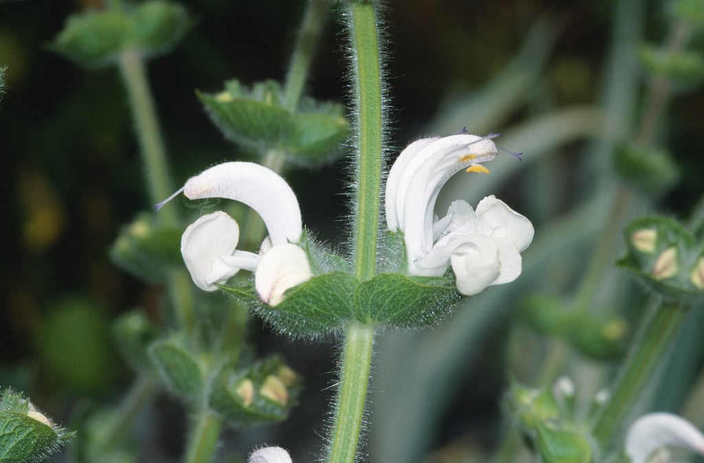 silver sage