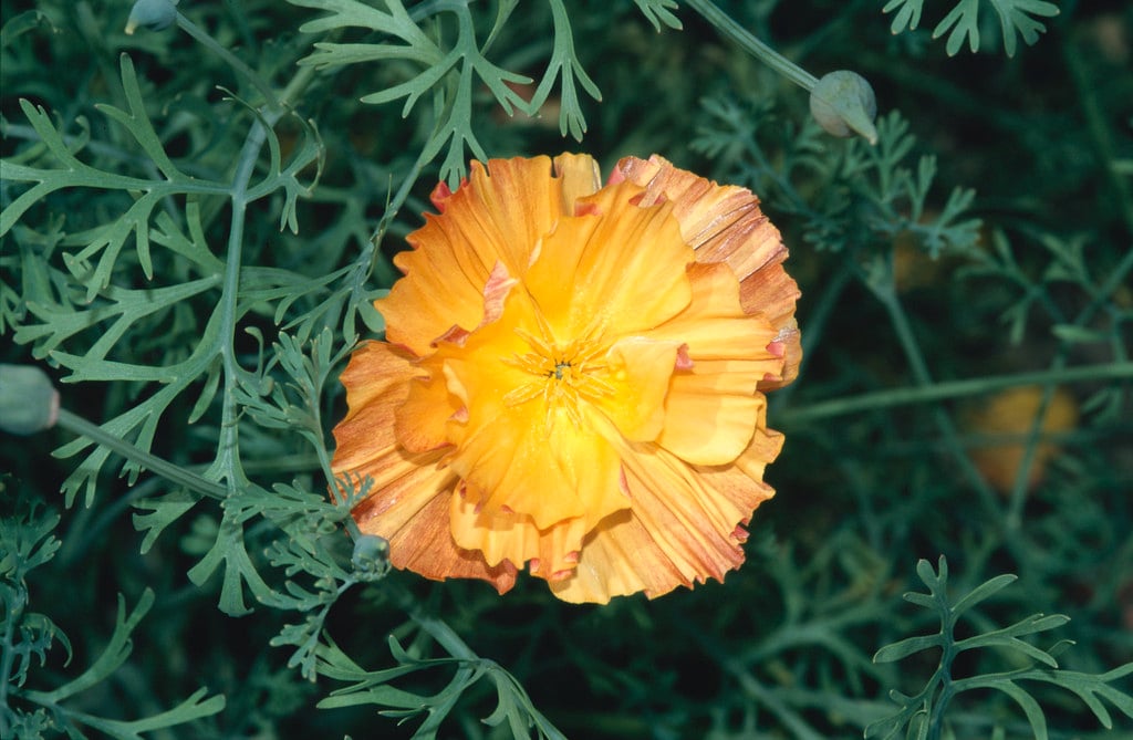 California poppy 'Apricot Chiffon'