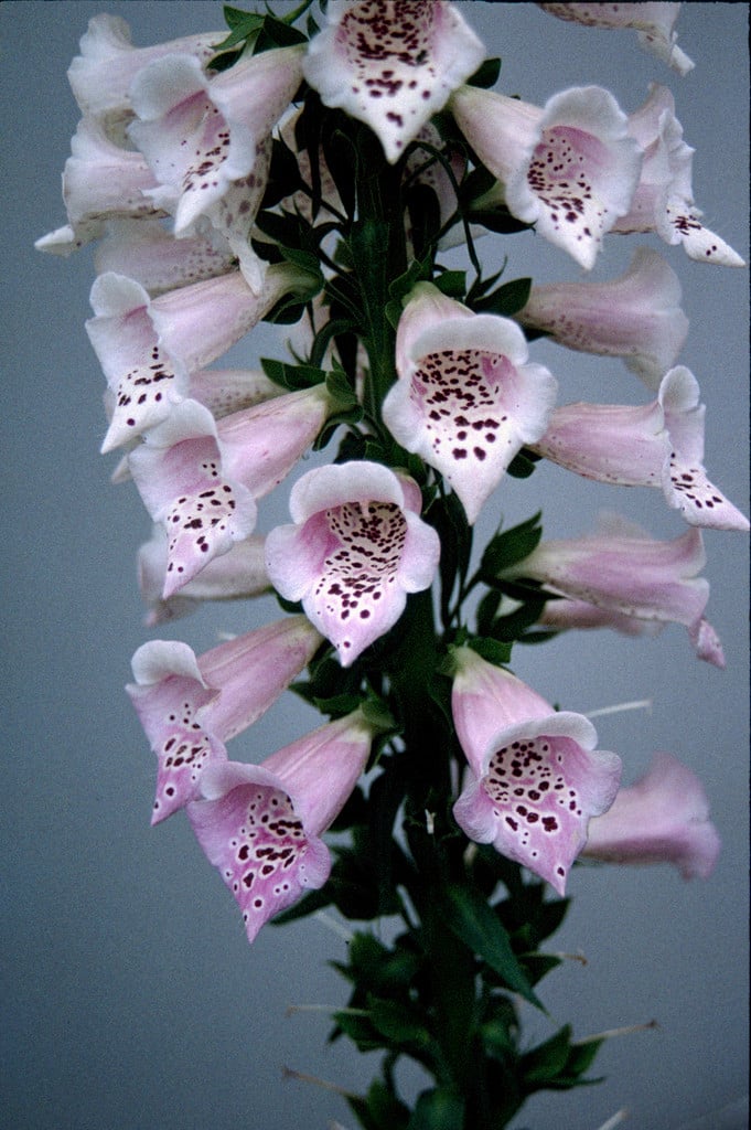 foxglove 'Camelot Lavender'