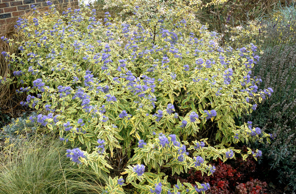 bluebeard 'Summer Sorbet'