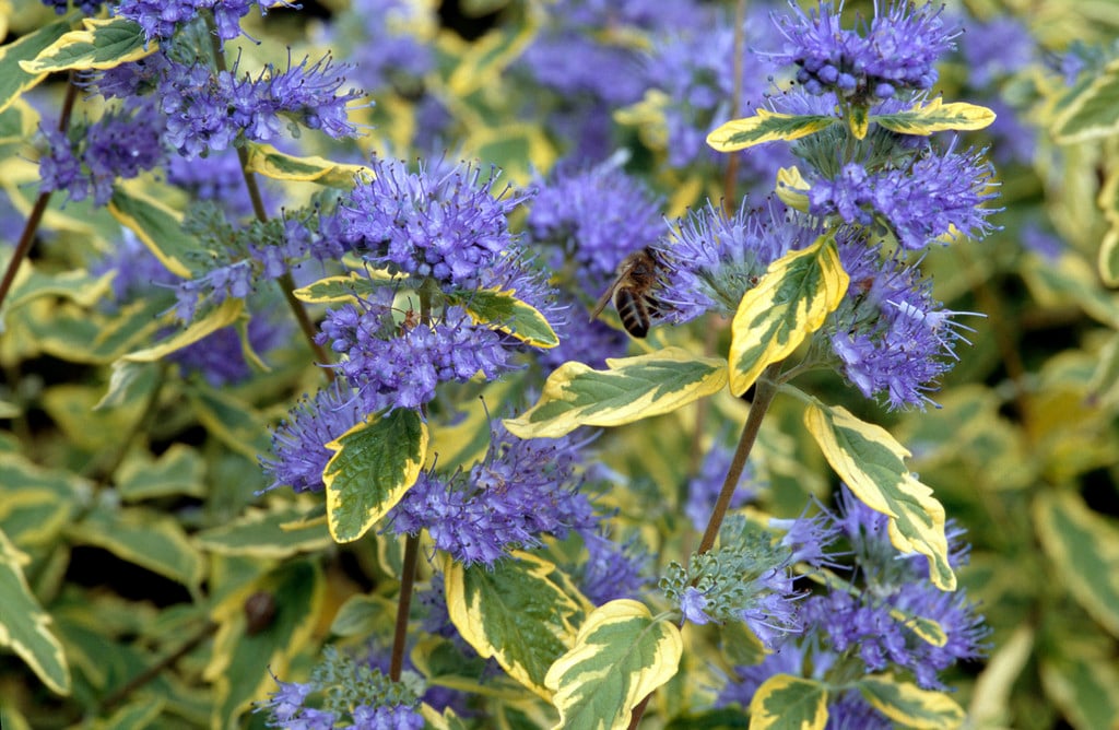 bluebeard 'Summer Sorbet'