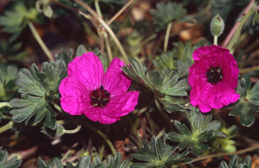 grey cranesbill