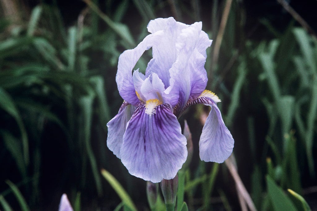 Florentine iris