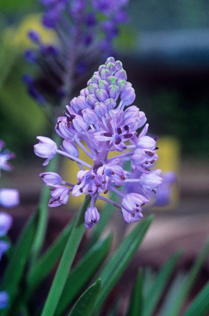 amethyst meadow squill