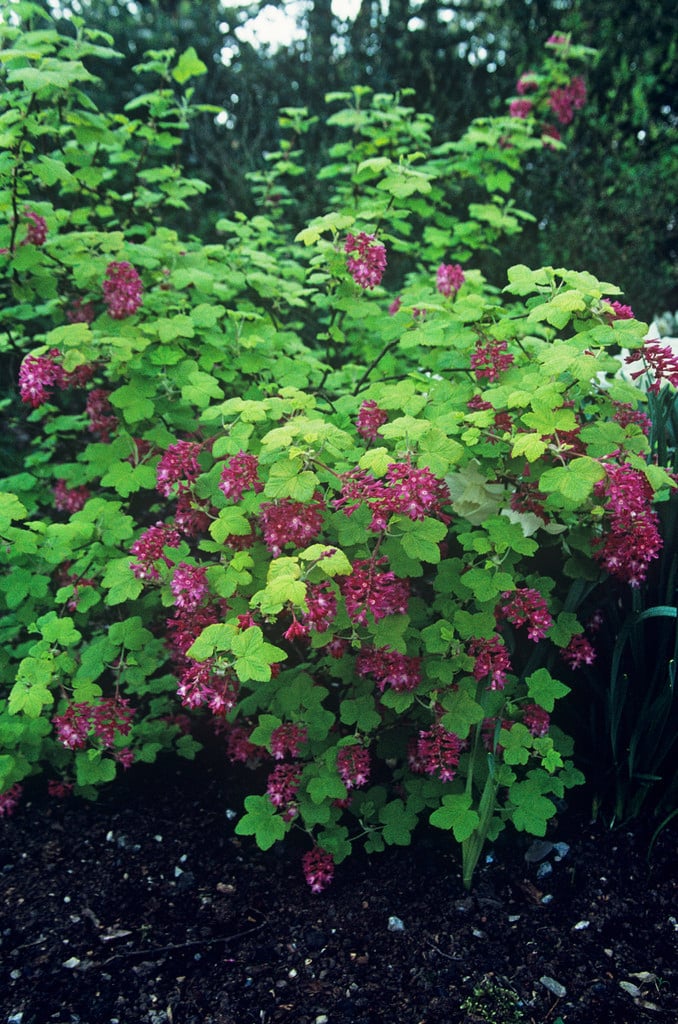 flowering currant 'Brocklebankii'