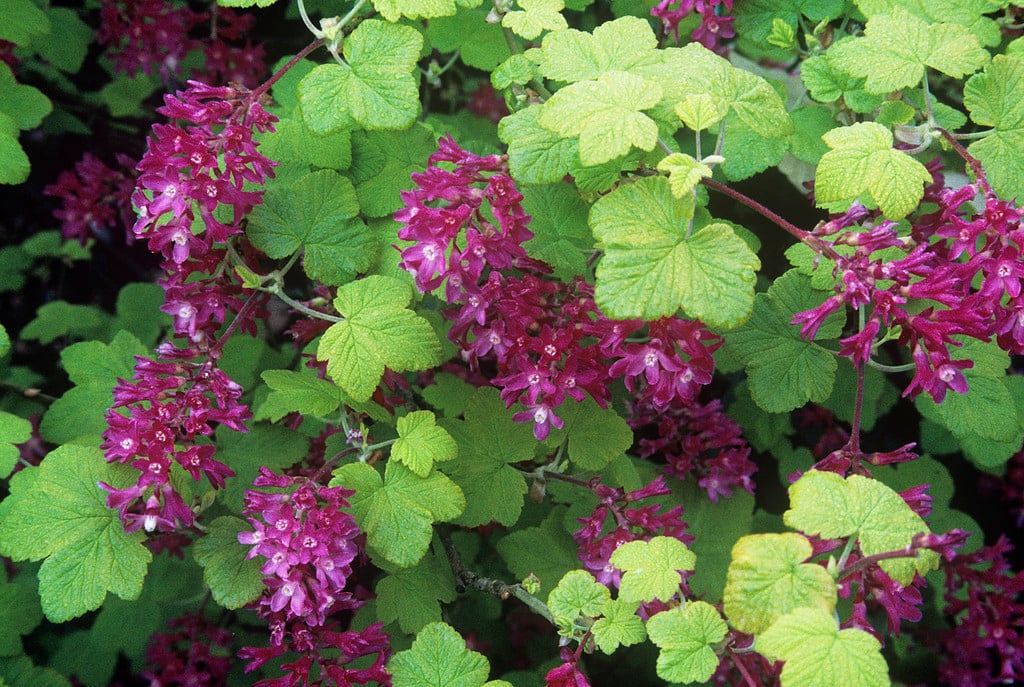 flowering currant 'Brocklebankii'