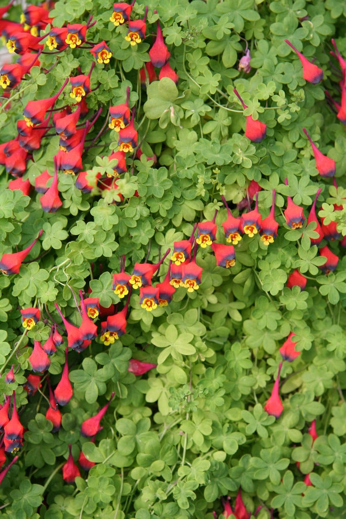three-coloured nasturtium