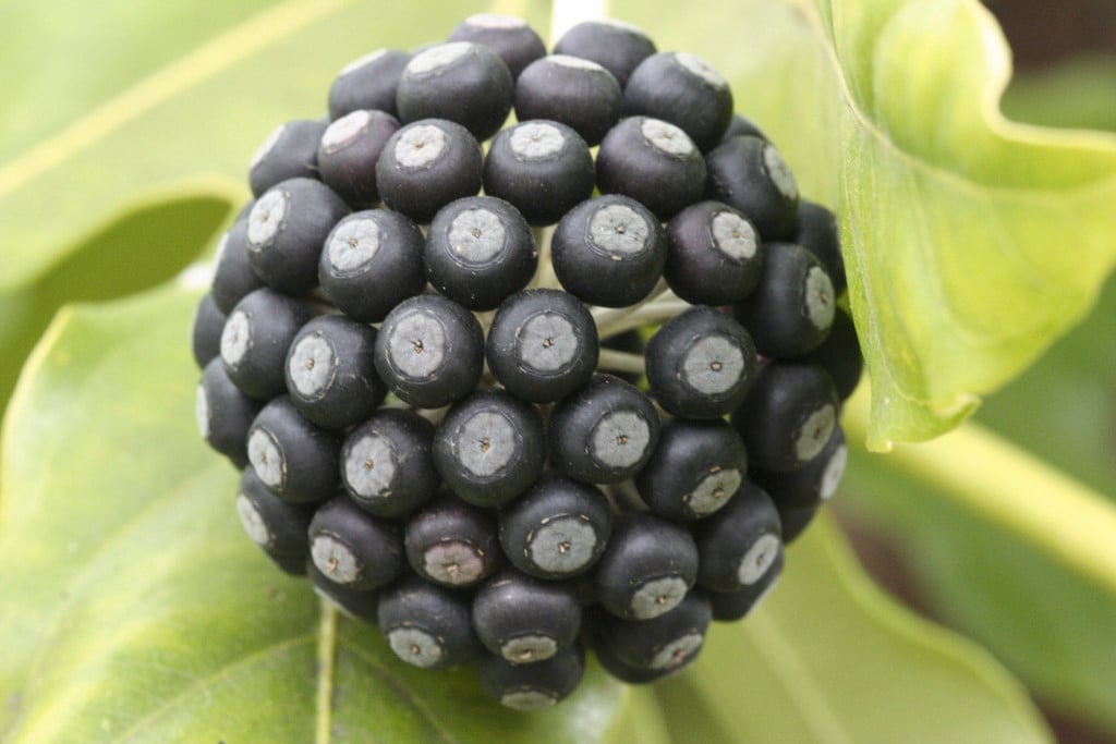 Japanese aralia