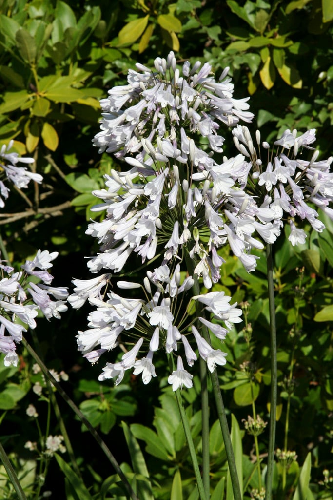 African lily 'Windsor Grey'