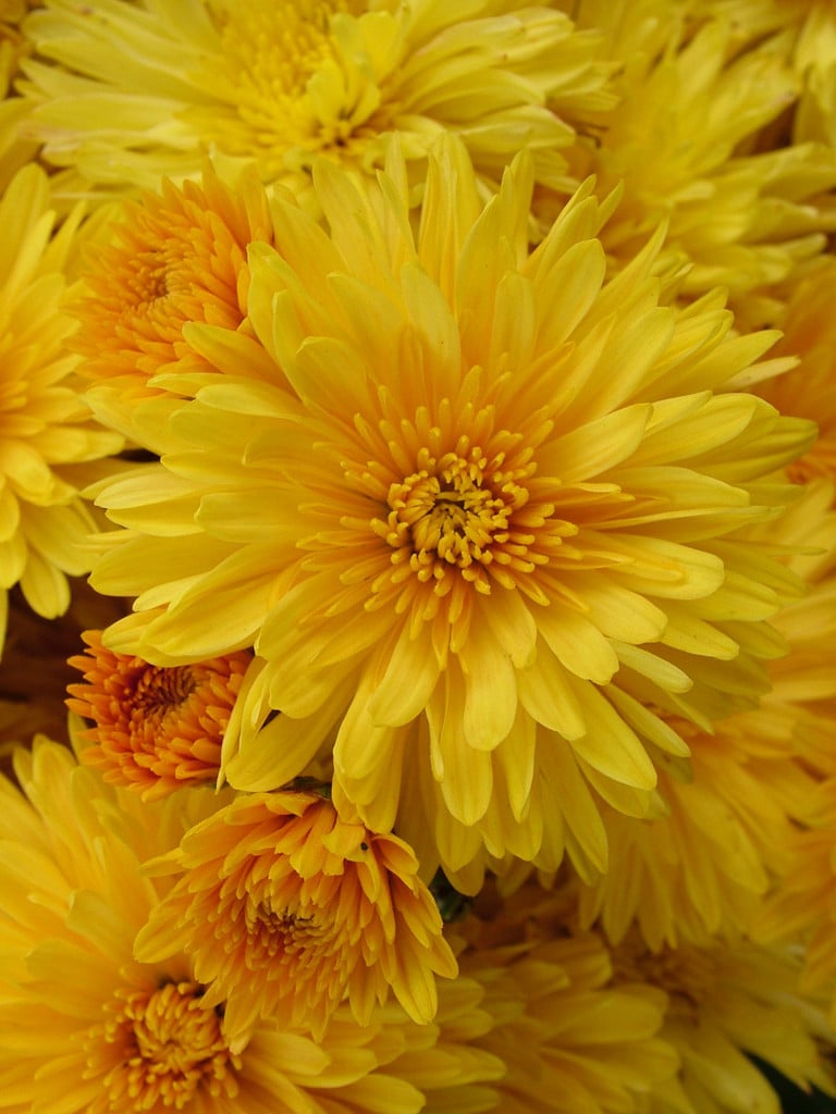 chrysanthemum 'Ruby Raynor'