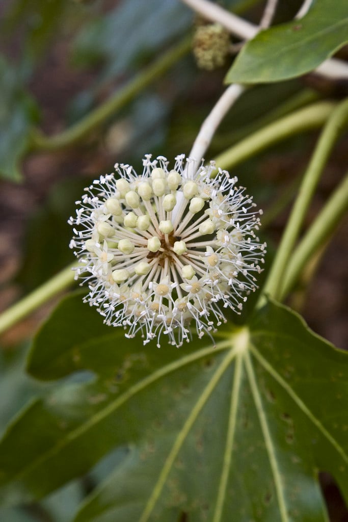 Japanese aralia