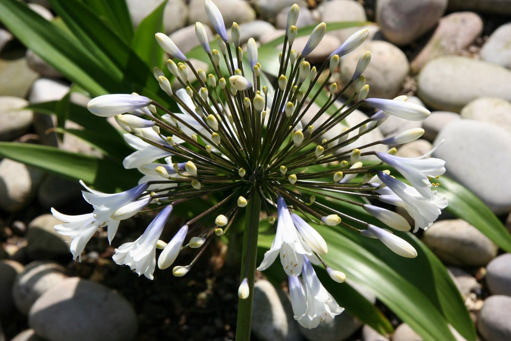 African lily 'Enigma'