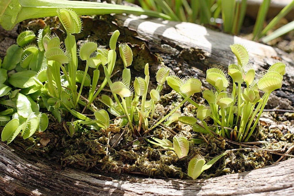 Venus flytrap